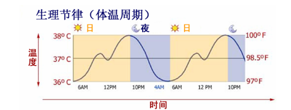 体温节律（body temperature rhythm）